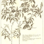 Lamiaceae Ocimum basilicum (Basilikum)