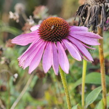 Purpursolhattens blomst