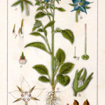 Borago officinalis (Hjulkrone)