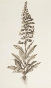 Digitalis purpurea L. (Fingerbøl)