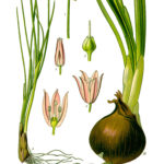 Illustration af Allium schoenoprasum (Purløg)