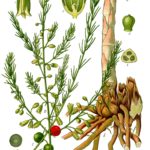 Illustration af Asparagus officinalis (Asparges)