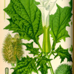 Illustrationaf Datura stramonium (Pigæble, almindelig)