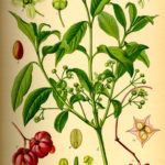 Illustration af Euonymus europaea (Benved)