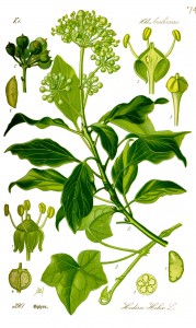 Hedera helix