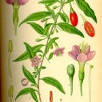 Illustration Lycium barbarum (Bukketorn)