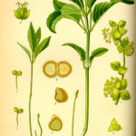 Illustration af Mercurialis perennis (Bingelurt)