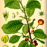 Illustration af Rhamnus frangula (Tørst, almindelig)