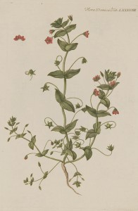 Rød arve - Anagallis arvensis