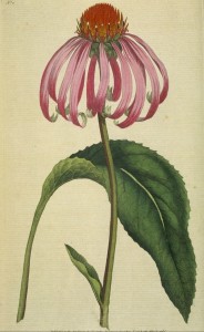 Echinacea purpurea