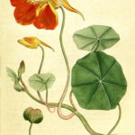 Tropaeolum majusz (Blomsterkarse)