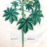 Olieplante (Ricinus communis)