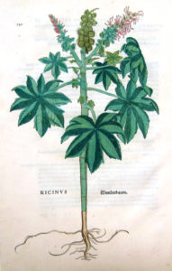 Olieplante - ricinus