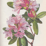 Catawba-Rododendron (Rhododendron catawbiense)