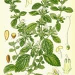 Citronmelisse (Melissa officinalis)