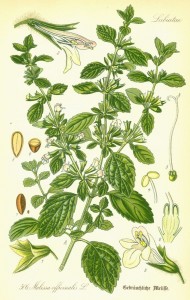 Citronmelisse