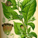 Atropa bella donna (Galdebær)