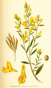 Genista tinctoria