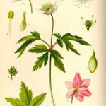 Illustration Anemone nemorosa (Hvid anemone)