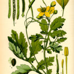 Illustration af Chelidonium majus (Svaleurt)