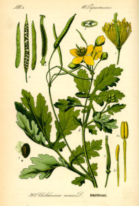 Svaleurt - Chelidonium majus