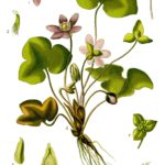 Illustration Hepatica nobilis (Blå anemone)