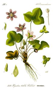 Hepatica nobilis