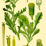 Illustration Senecio vulgaris (Brandbæger, almindelig)