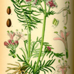 Illustration af Valeriana officinalis (Lægebaldrian)