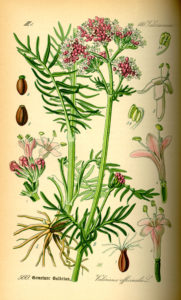 Valeriana officinalis