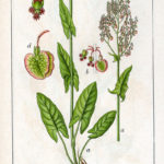 Rumex acetosa (Almindelig skovranke)