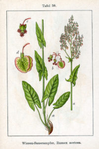 Rumex acetosa