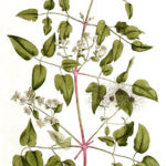 Skovranke (Clematis vitalba)