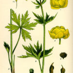 Trollius europaeus (engblomme)