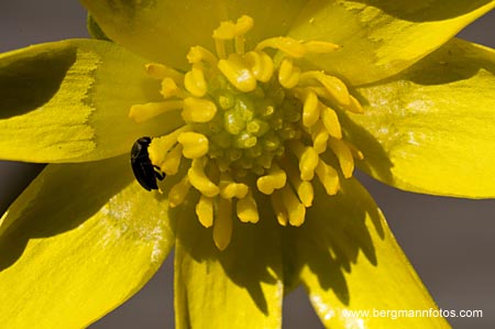 Vorterods blomster