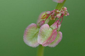 Rumex acetosa (Almindelig syre - frugt)