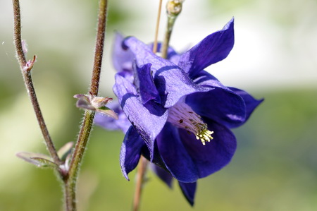 Akeleje - Blomst